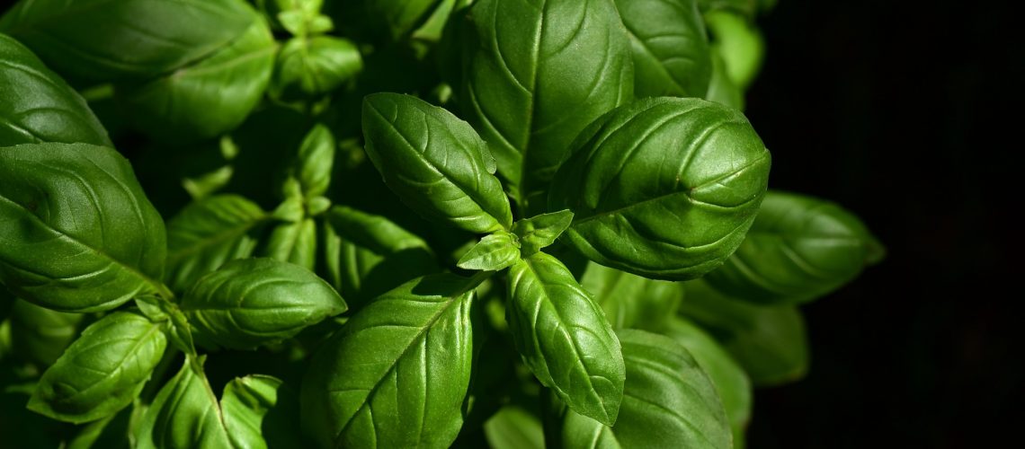 basil-gec6a71273_1920